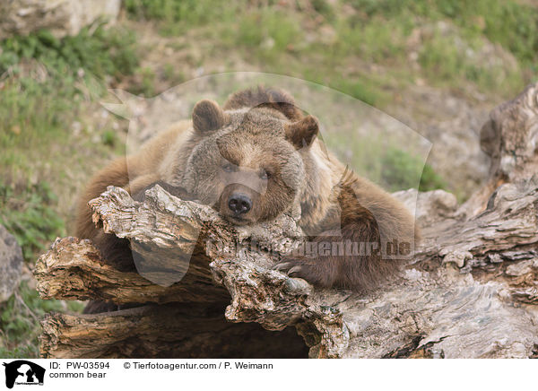 Europischer Braunbr / common bear / PW-03594