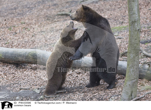 common bears / PW-03596