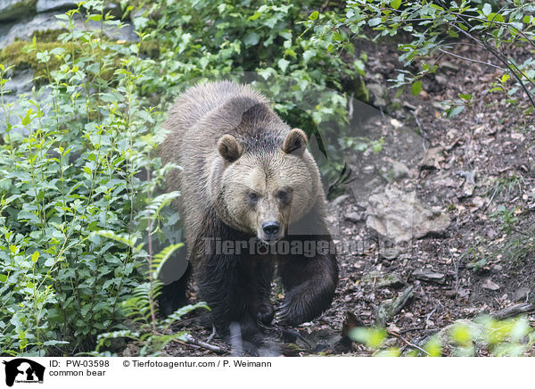 Europischer Braunbr / common bear / PW-03598