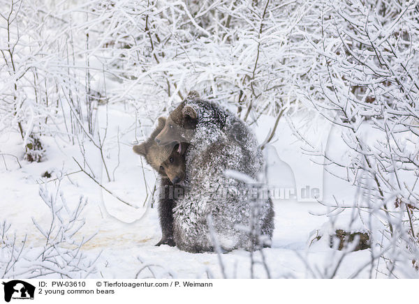2 junge Europische Braunbren / 2 young common bears / PW-03610