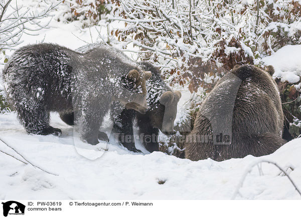 common bears / PW-03619