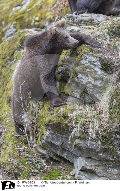 young common bear / PW-03631