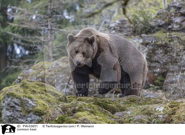 common bear / PW-03651