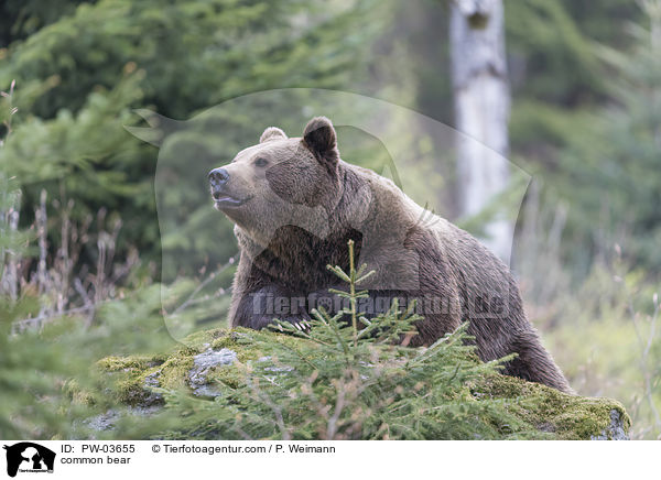 common bear / PW-03655