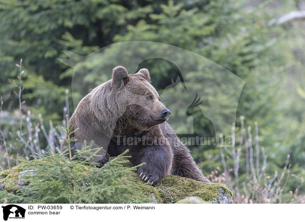 common bear / PW-03659