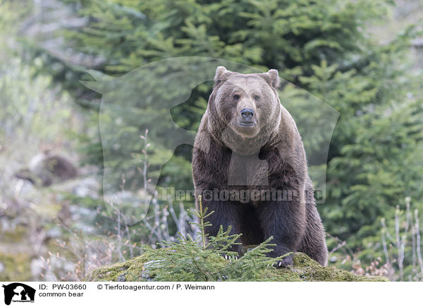 common bear / PW-03660