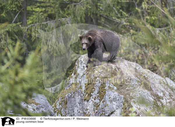 young common bear / PW-03666