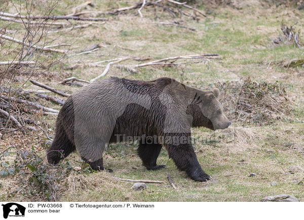 common bear / PW-03668
