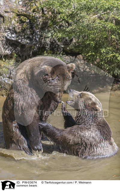 common bears / PW-03674