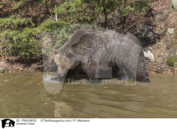 common bear / PW-03676