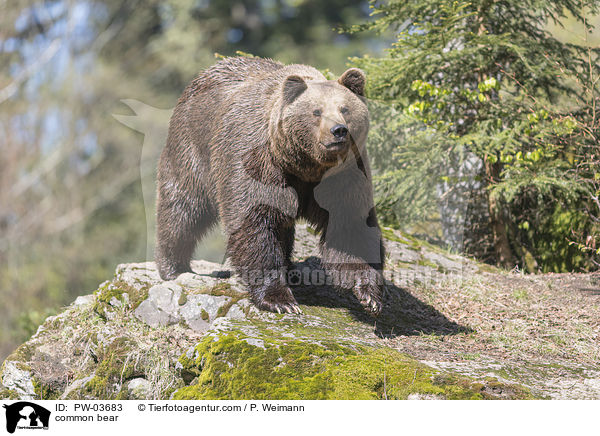 Europischer Braunbr / common bear / PW-03683