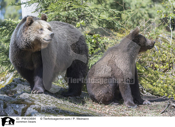 Europische Braunbren / common bears / PW-03684