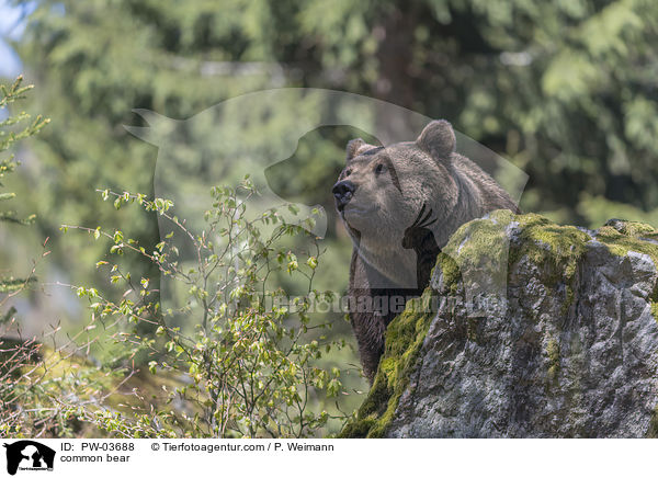 common bear / PW-03688