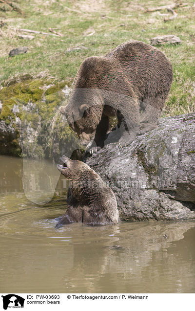 common bears / PW-03693
