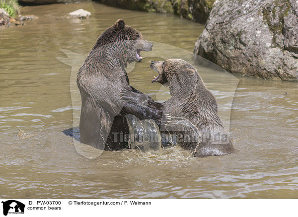 common bears / PW-03700
