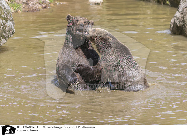 common bears / PW-03701
