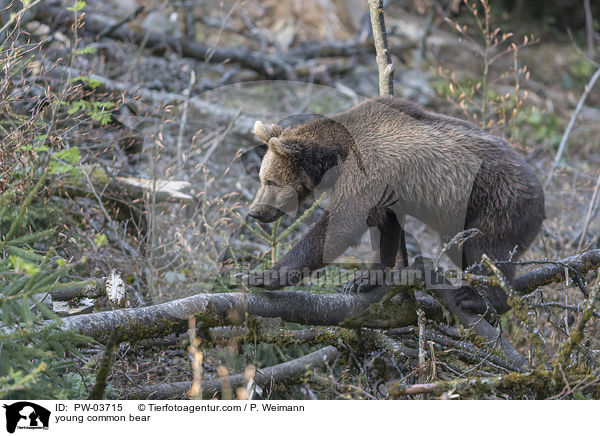 junger Europischer Braunbr / young common bear / PW-03715