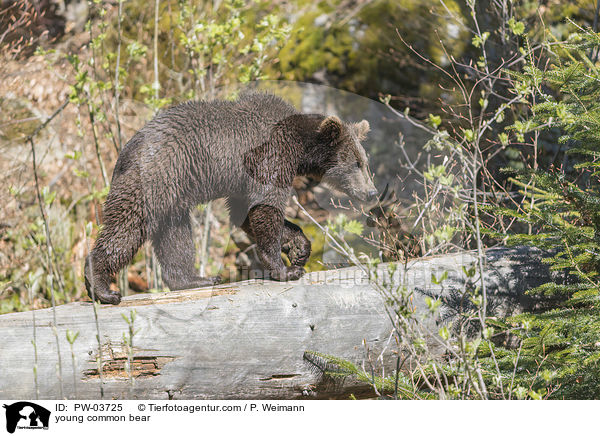 young common bear / PW-03725
