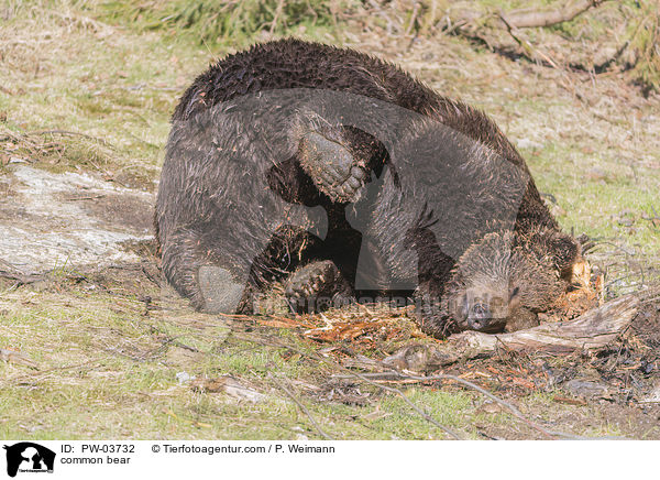 Europischer Braunbr / common bear / PW-03732
