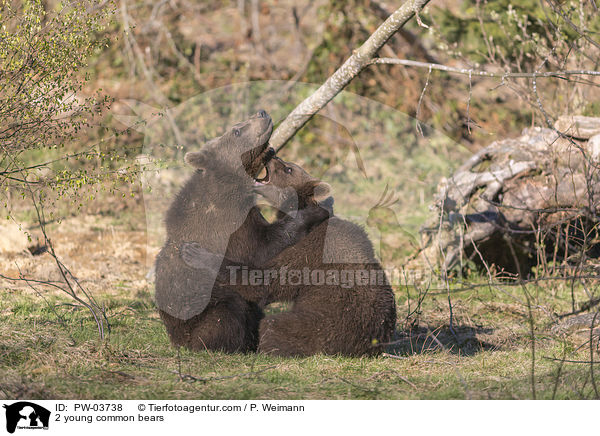 2 junge Europische Braunbren / 2 young common bears / PW-03738