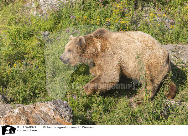 Europischer Braunbr / common bear / PW-03748