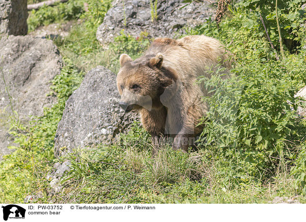 Europischer Braunbr / common bear / PW-03752