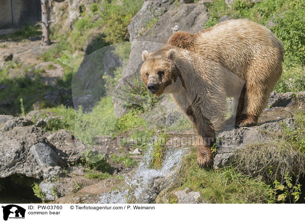 Europischer Braunbr / common bear / PW-03760