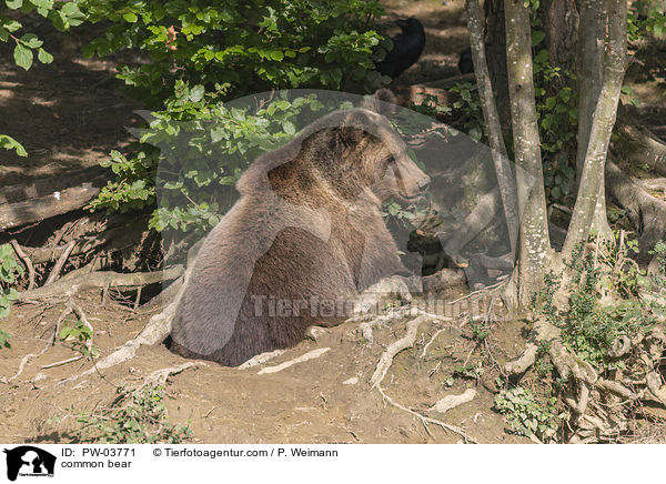 Europ�ischer Braunb�r / common bear / PW-03771