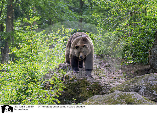 Europischer Braunbr / brown bear / MBS-22920