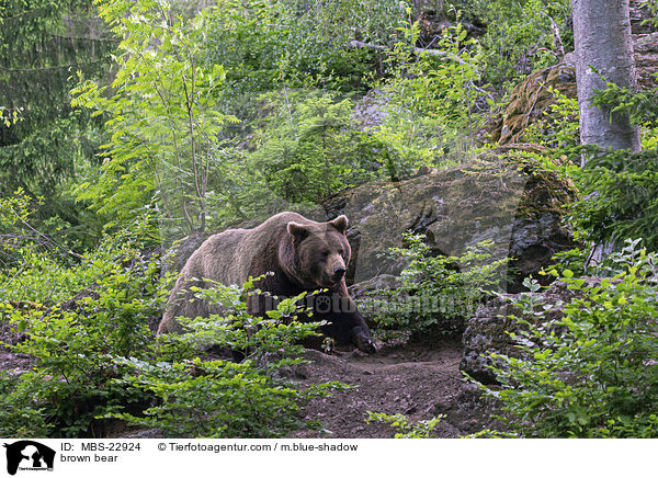 Europischer Braunbr / brown bear / MBS-22924