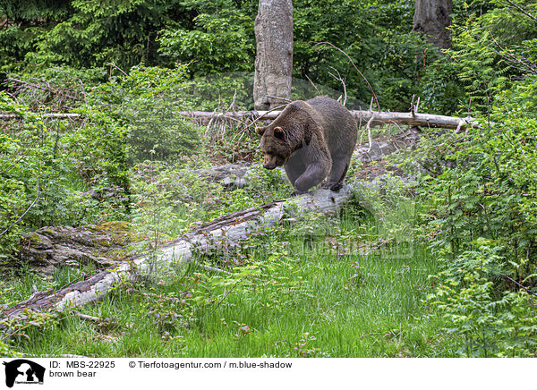 Europischer Braunbr / brown bear / MBS-22925