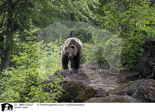 Europischer Braunbr / brown bear / MBS-22927