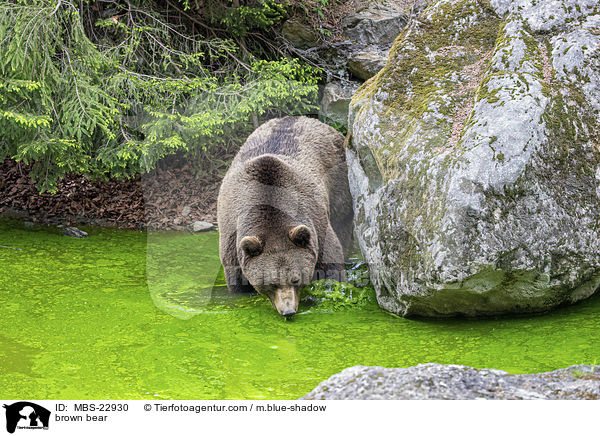 Europischer Braunbr / brown bear / MBS-22930