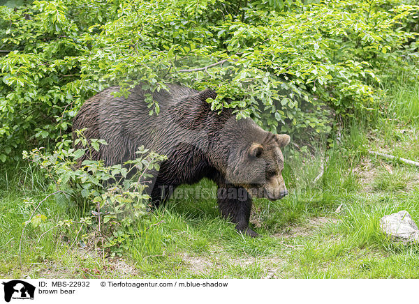 Europischer Braunbr / brown bear / MBS-22932