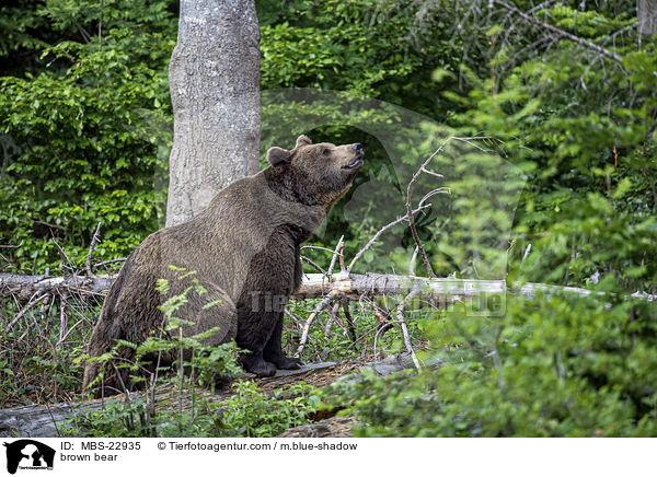 brown bear / MBS-22935