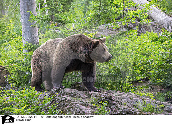 Europischer Braunbr / brown bear / MBS-22941