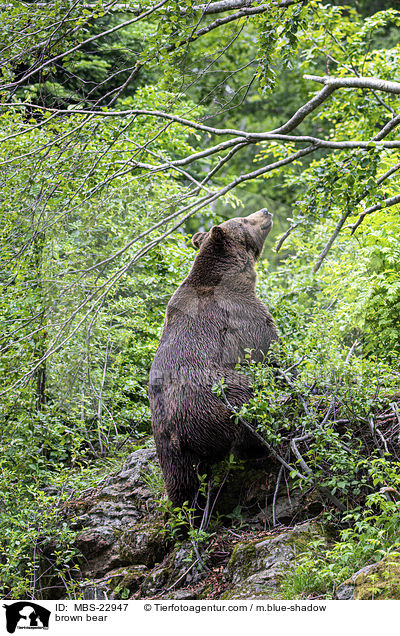 brown bear / MBS-22947
