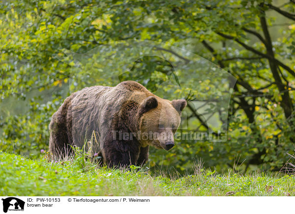 brown bear / PW-10153