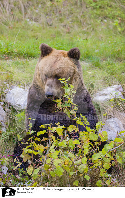 Europischer Braunbr / brown bear / PW-10160