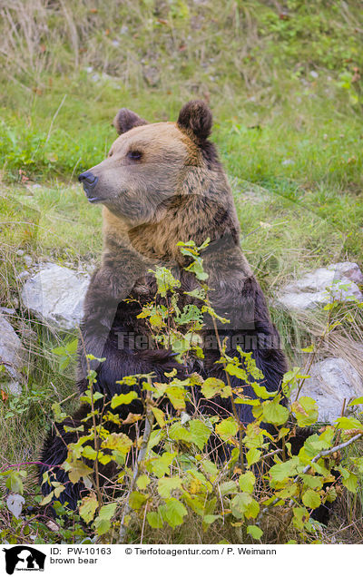 brown bear / PW-10163