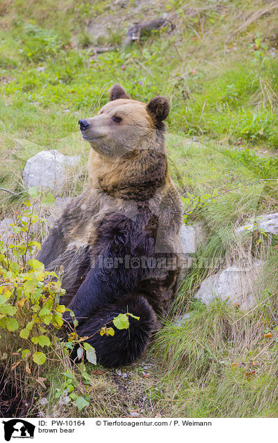Europischer Braunbr / brown bear / PW-10164