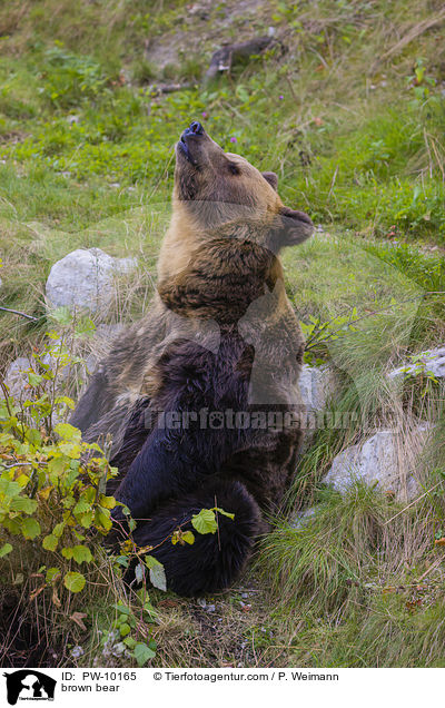 Europischer Braunbr / brown bear / PW-10165