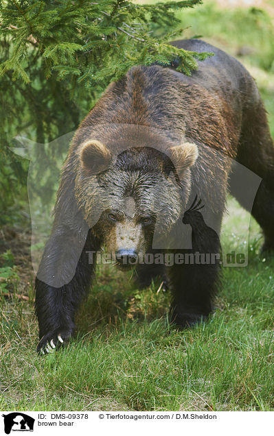 brown bear / DMS-09378