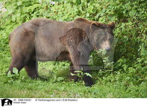 Europischer Braunbr / brown bear / DMS-09481