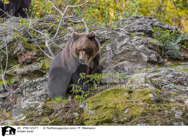 Europischer Braunbr / brown bear / PW-12371