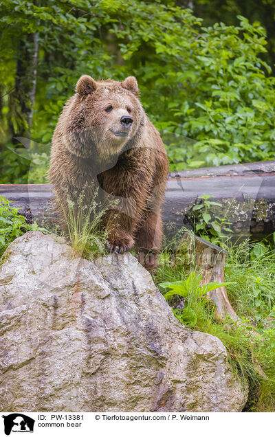 common bear / PW-13381