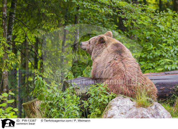 common bear / PW-13387