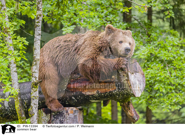 Europischer Braunbr / common bear / PW-13394