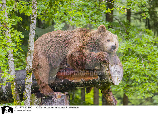 Europischer Braunbr / common bear / PW-13395