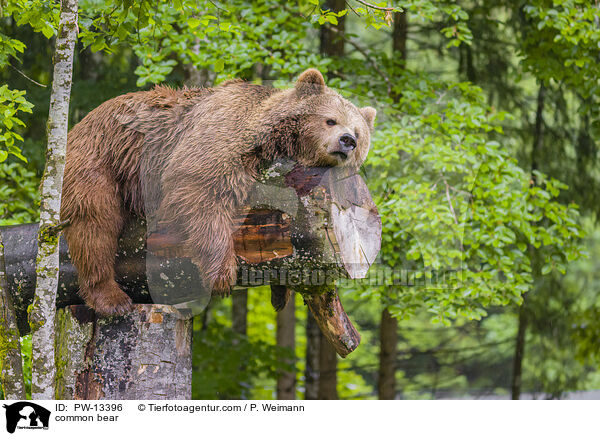 Europischer Braunbr / common bear / PW-13396